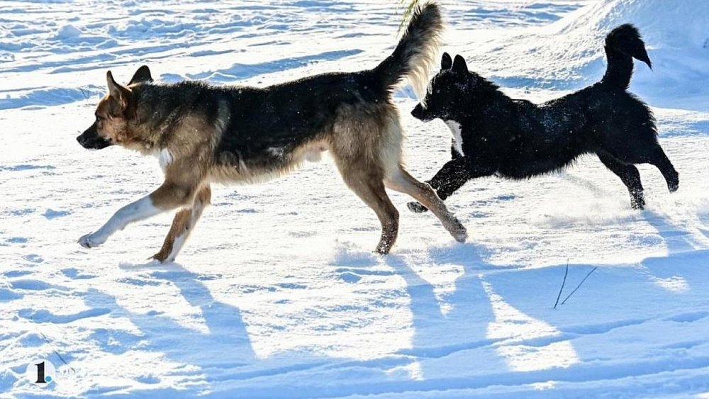Жители Копейска организовали места кормления бродячих собак возле новой школы