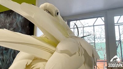 В Челябинском зоопарке попугай готовится к 8 марта