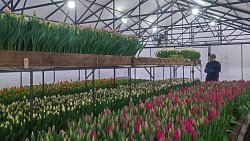 Семья из Аши открыла цветочный бизнес на средства социального контракта