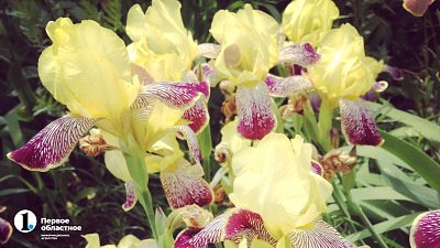 Более половины мужчин Челябинской области подарят на 8 Марта цветы и конфеты