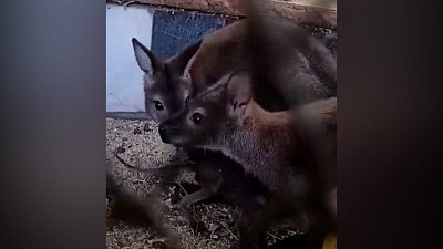 В детском эколого-биологическом центре Озерска кенгуренок вылез из маминой сумки