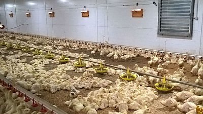 Имущество компании «Утиные фермы» продали за 308 млн рублей