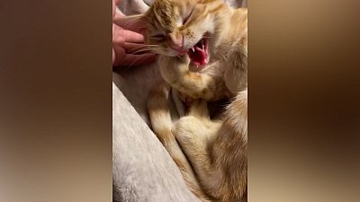 Мех и смех: голодный кот, странный зевок и воришка