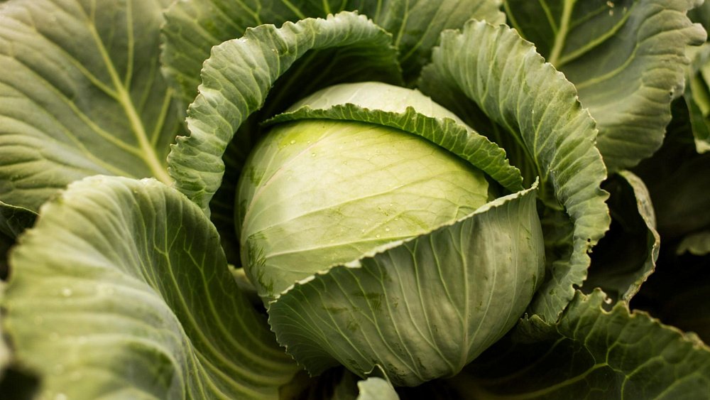 От боли в горле поможет капустный отвар