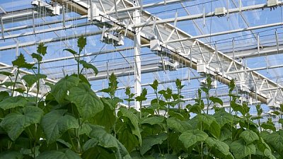 Челябинский тепличный комплекс отсудил 96 млн рублей у ВЭБ.РФ