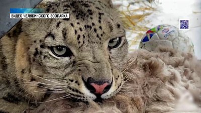 В зоопарке появился снежный барс