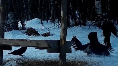 В нацпарке «Таганай» глухарь подрался с воронами