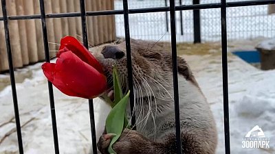 В Челябинском зоопарке пушистые дамы получили цветы