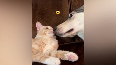 Мех и смех: офисный работник, шуршащая мания и трогательная дружба