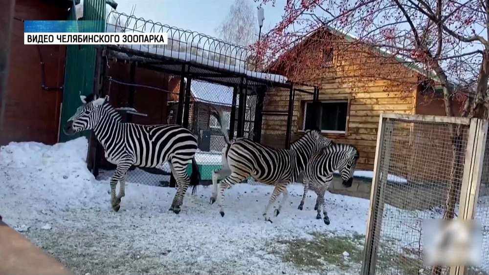 Семейство зебр живет вместе