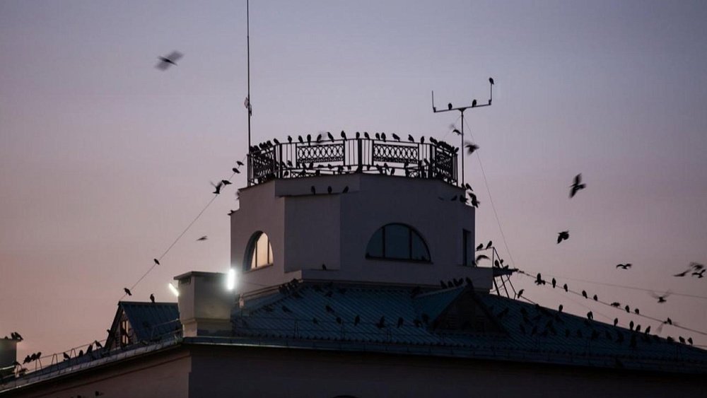 На Аркаим прилетели грачи