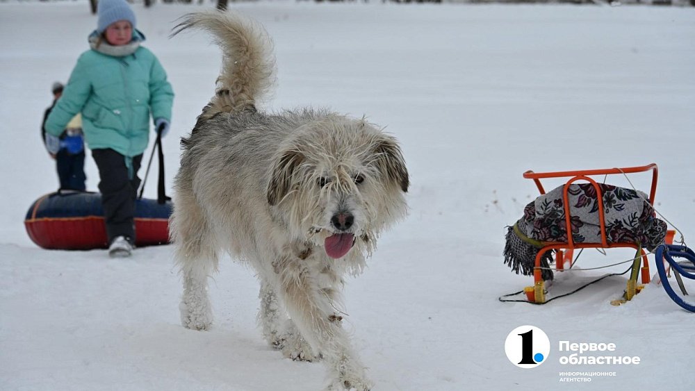 Следственный комитет начал проверку по факту нападения собак на ребенка в Троицке