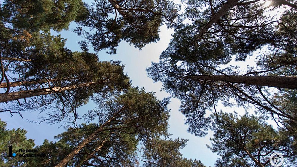 В Челябинском бору заблудилась и сутки не могла найти дорогу несовершеннолетняя студентка