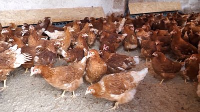 В Челябинске прошла выставка «Сила в любви»