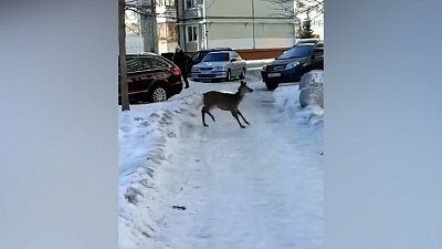 Бегающая по Снежинску косуля попала на видео