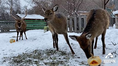 В Челябинском зоопарке олени полакомились тыквами