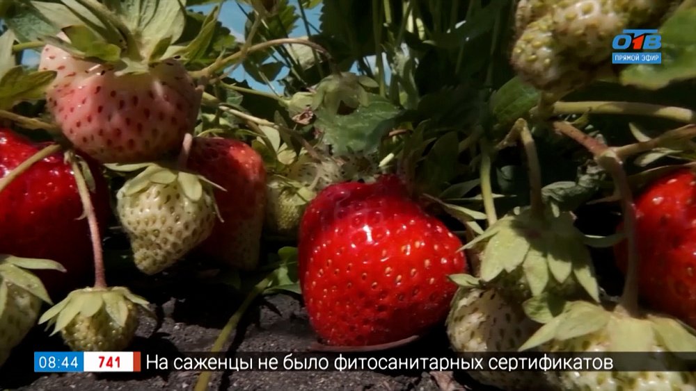 Маленький жучок, а вред огромный. Изучаем долгоносика в рубрике «Руки садовода»