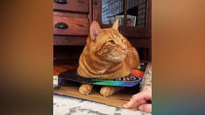 Мех и смех: странные лежанки и тщательное умывание