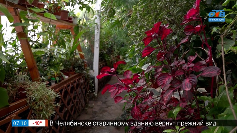 Выбирайте комнатные цветы осознанно, и красота в доме обеспечена в рубрике «Руки садовода»