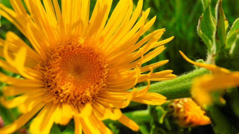 Наладить пищеварение и помочь с зачатием: на что способна трава девясила