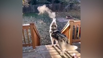 Мех и смех: коварный сосед, почесушки и красивый вой