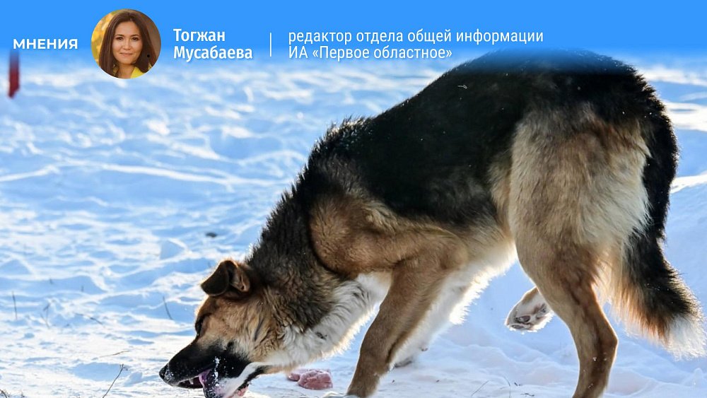 Закону об обращении с животными четыре года. Почему южноуральцы все еще боятся бродячих собак