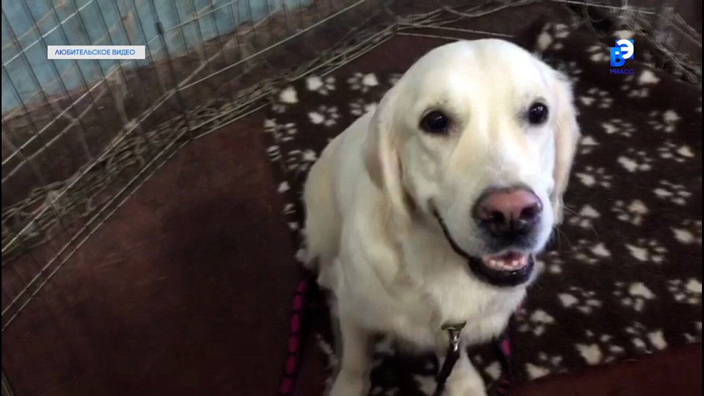 Две выставки собак прошли в Миассе