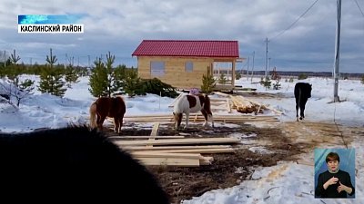 В Каслинском районе откроют пони-кафе