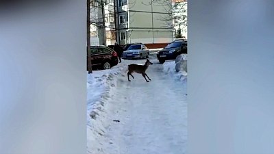 В Снежинске заметили косулю во дворе