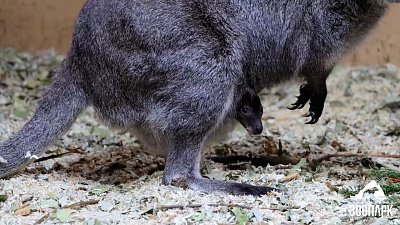 В Челябинском зоопарке два детеныша кенгуру вылезли из сумок