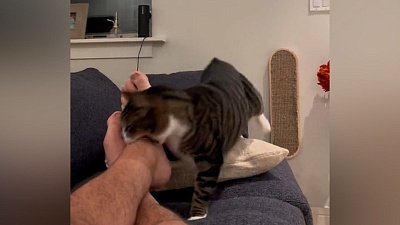 Мех и смех: странный гость, неудачный побег и нападение