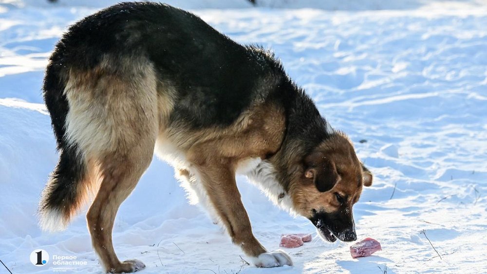 В Челябинской области запретили подкармливать бродячих животных