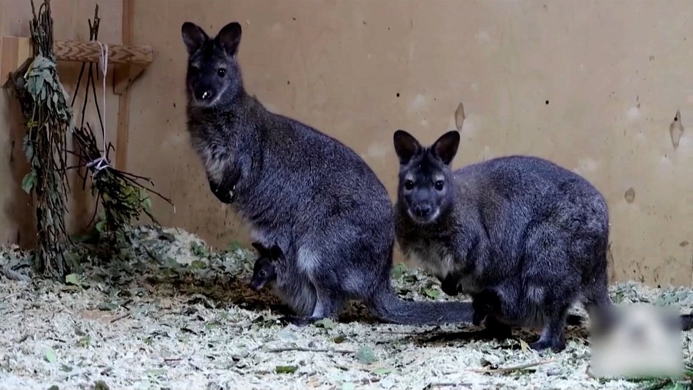 Выход в свет