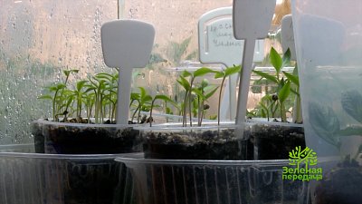 Полезная информация для садоводов в программе «Зеленая передача»