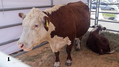 В Челябинской области фермерам выплатили 153 миллиона рублей на подготовку к полевому сезону — 2023