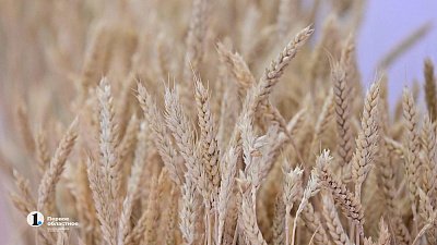 Челябинские сельхозпроизводители увеличат поставки в Китай