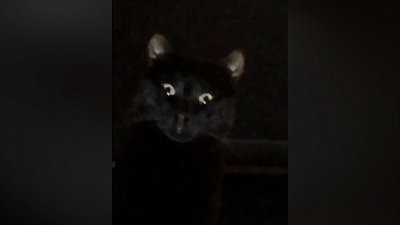 Мех и смех: демон, быстрая реанимация и вкусные блины