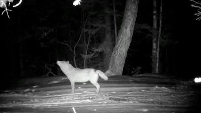 Воющий волк попал в объектив видеоловушки в нацпарке «Зюраткуль»