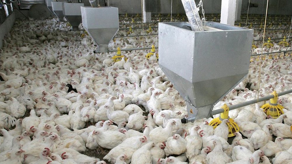 В Челябинской области откроют птицеводческий цех аграрного университета