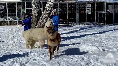 Альпака играют с зоологом в прятки и догонялки