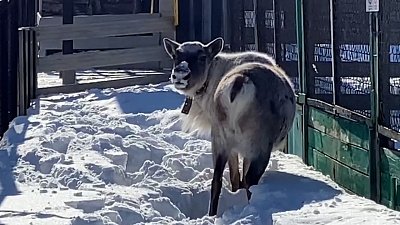 В Челябинском зоопарке северный олень играл в догонялки