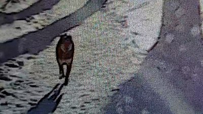 В Златоусте собака укусила ребенка