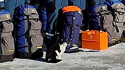 Кот поучаствовал в командно-штабных учениях спасателей в Челябинской области