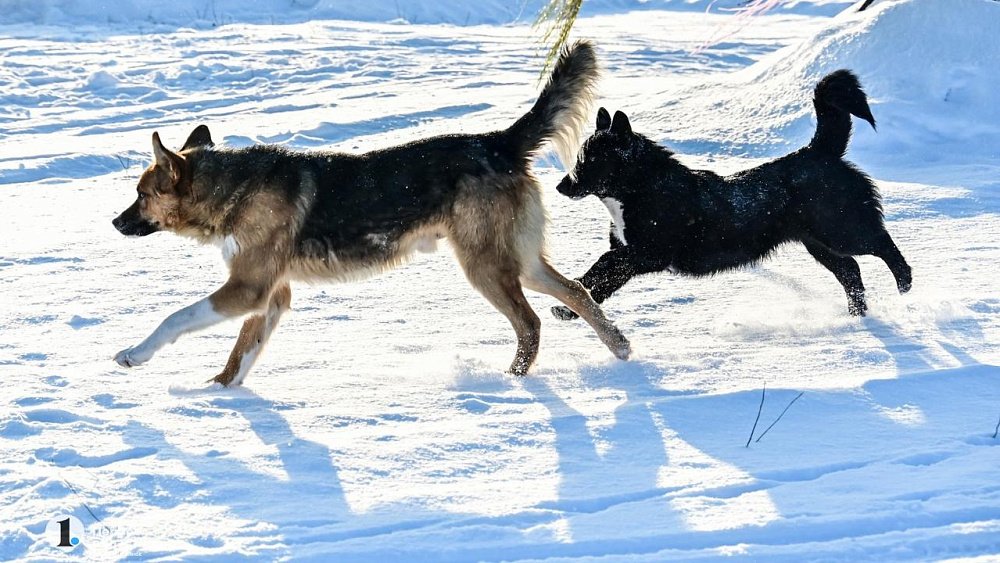 В Челябинской области полиция разбирается в случае нападения собаки на женщину