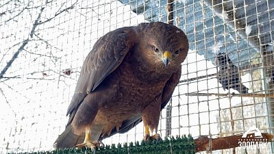 В Челябинском зоопарке отметили День канюков и стервятников