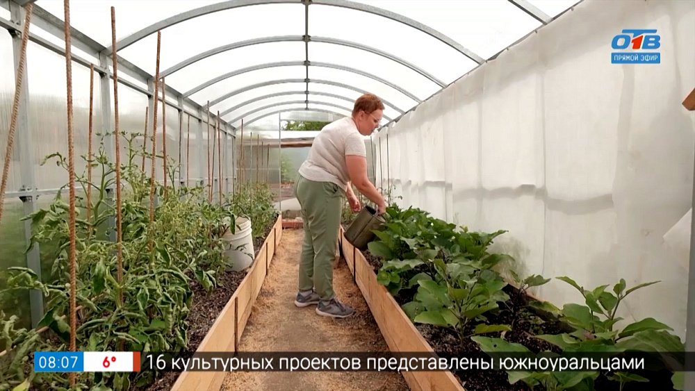 От чего зависит урожай в теплице в рубрике «Руки садовода»