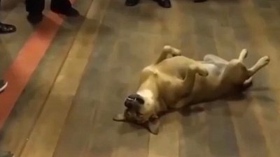 Мех и смех: неприятная бумага, оркестр для пса и повозка для кота