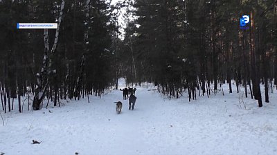 Новые меры защиты людей от бездомных животных