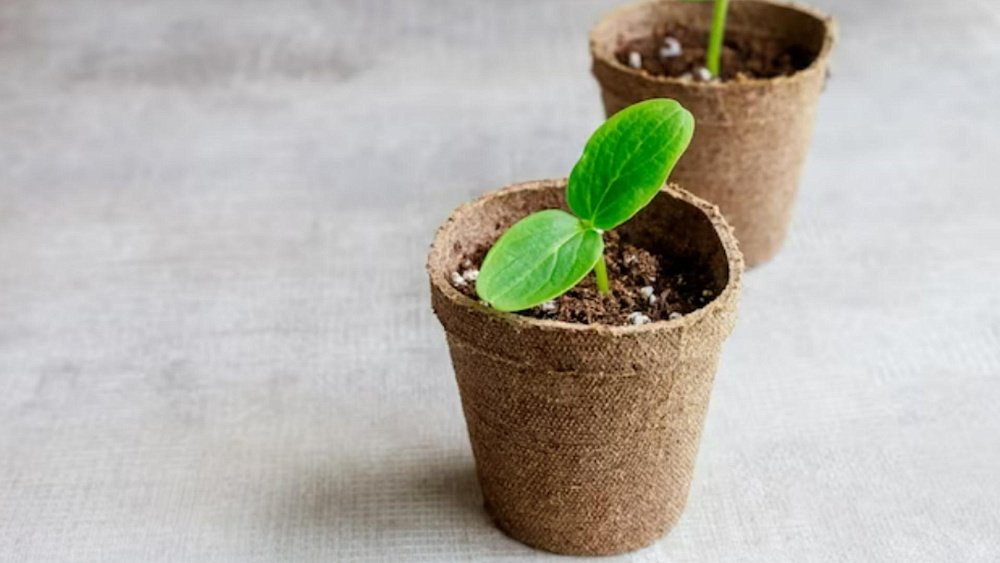 Как правильно пикировать рассаду