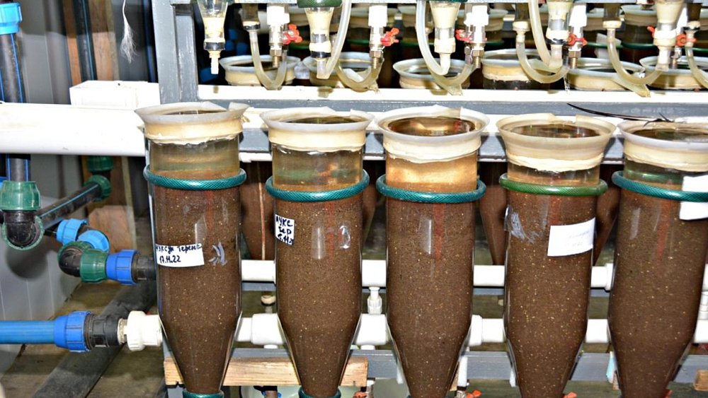 В Челябинской области ежегодно производят миллиард икринок речной рыбы